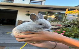 Netherland Dwarf rabbits for sale: Gorgeous Netherland dwarf bunnies  - Image 4