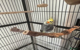 Cockatiels birds for sale: 1 cockatiel plus cage for sale  - Image 4