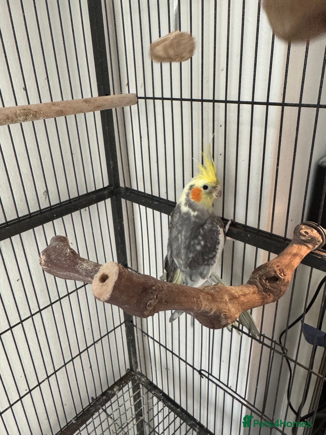 Cockatiels birds for sale: 1 cockatiel plus cage for sale  - Image 4