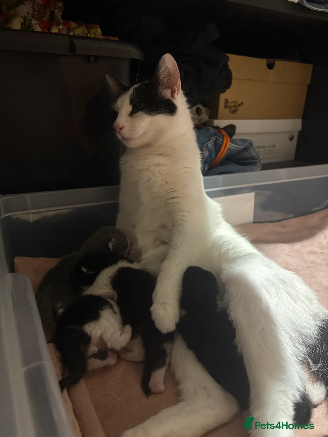 Mixed Breed cats for sale: Two kittens left  - Advert 6