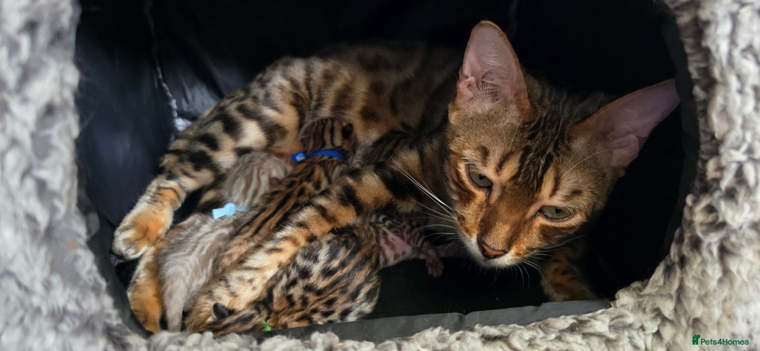 Bengal cats for sale: TICA Champion bengal kittens ready for reservation - Image 10