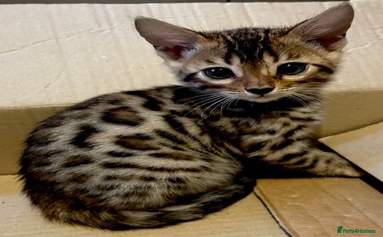 Bengal cats - Advert 14