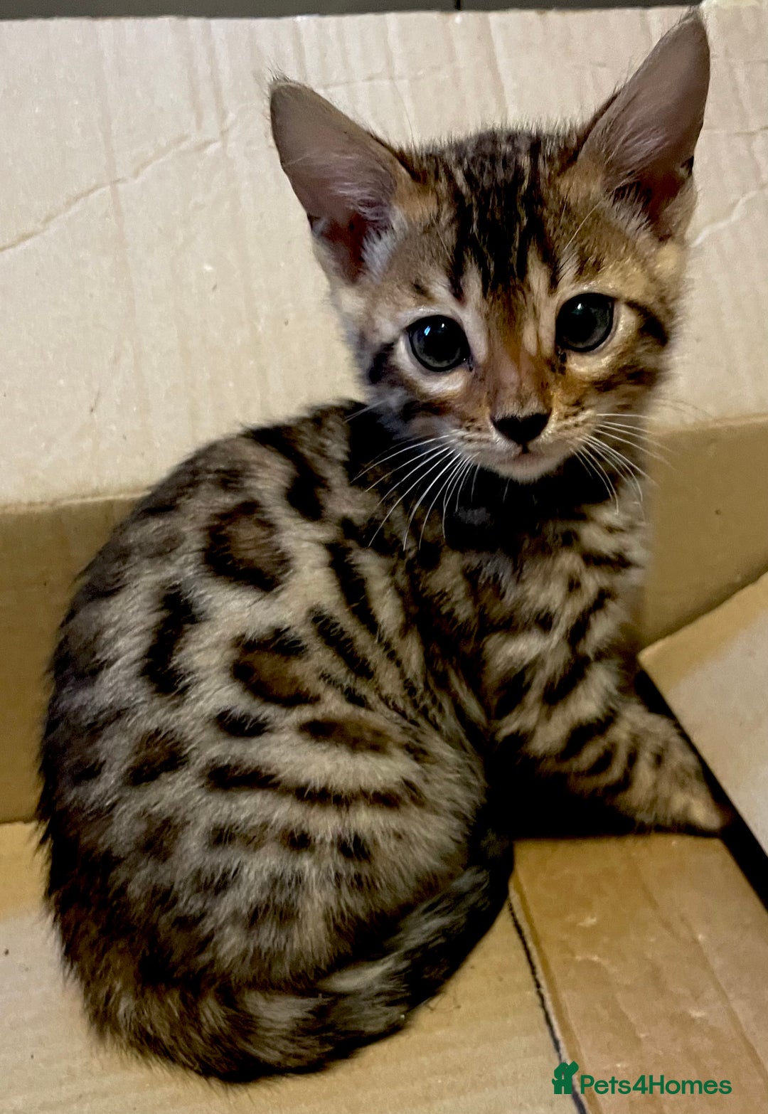 Bengal cats for sale: Beautiful pure breed bengal kits - Image 1
