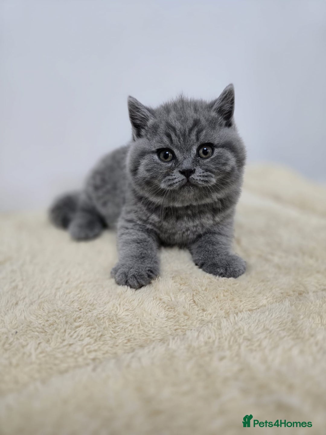 British Shorthair cats for sale: Gorgeous British Shorthair & Longhair Kittens - Advert 5