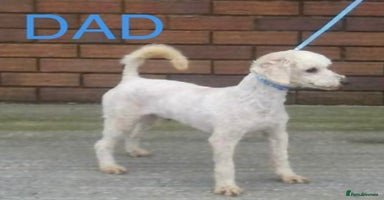 Cockapoo dogs - Advert 5