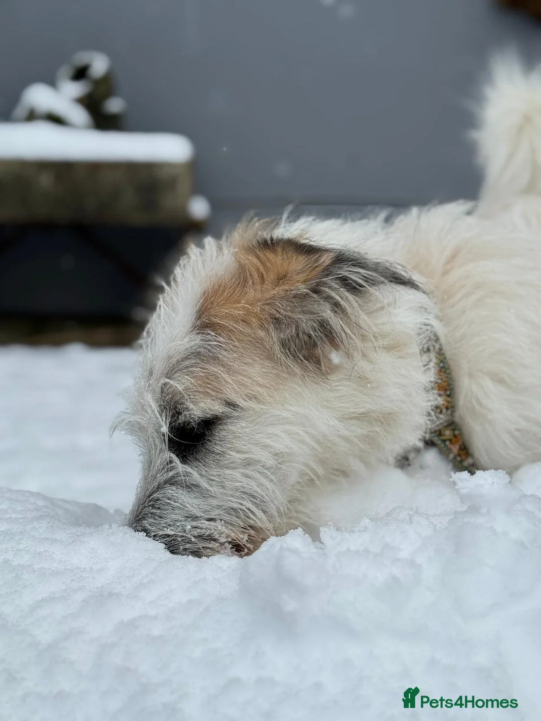 Lurcher dogs for adoption: KALLIE - 1 year, playful/loves dogs/energetic - Advert 25