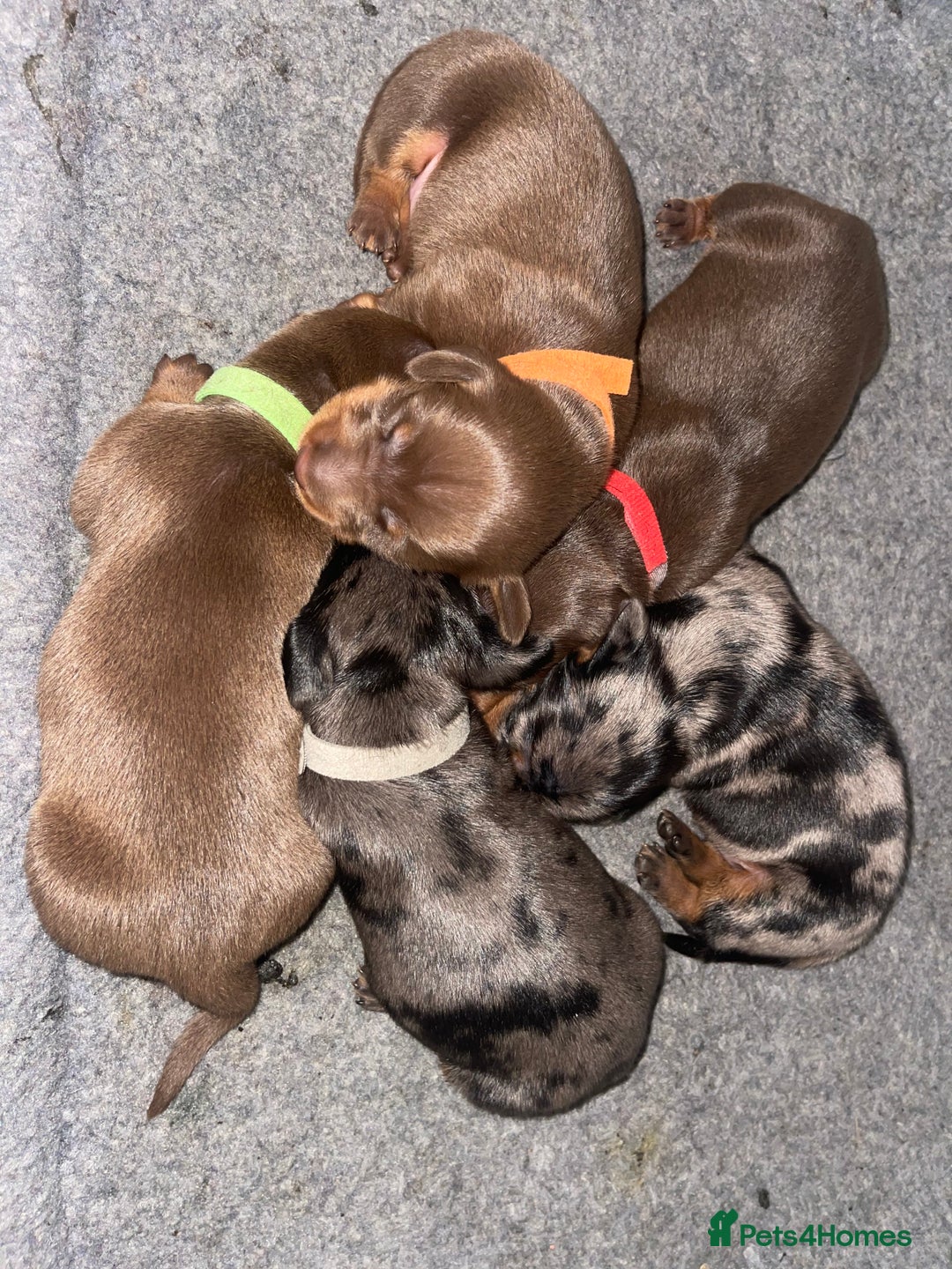 Miniature Dachshund dogs for sale: KC Reg Pedigree Mini Smooth Haired Dachshunds - Image 17