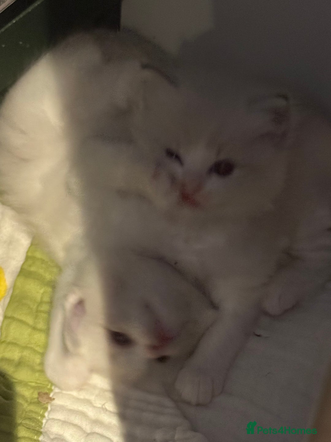 Ragdoll cats for sale: Beautiful Fluffy Ragdoll Kittens –One Boy&One Girl - Advert 8