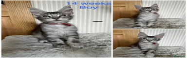 Maine Coon 4