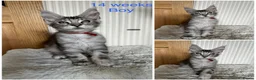 Maine Coon cats for sale: Stunning Mainecoon kittens  - Advert 10