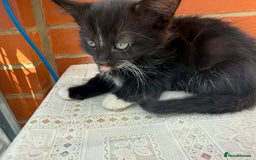 Korat cats for sale: KITTENS FOR FREE!!! NEED GONE ASAP! - Image 5