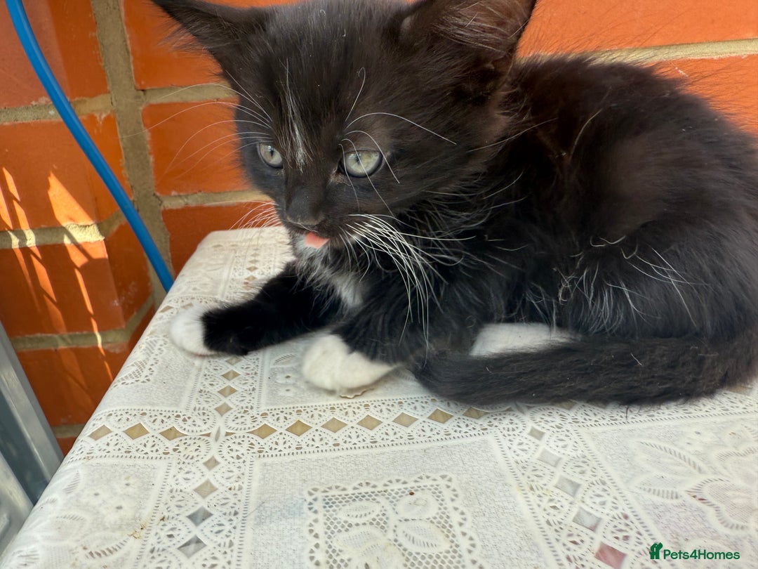Korat cats for sale: KITTENS FOR FREE!!! NEED GONE ASAP! - Image 5