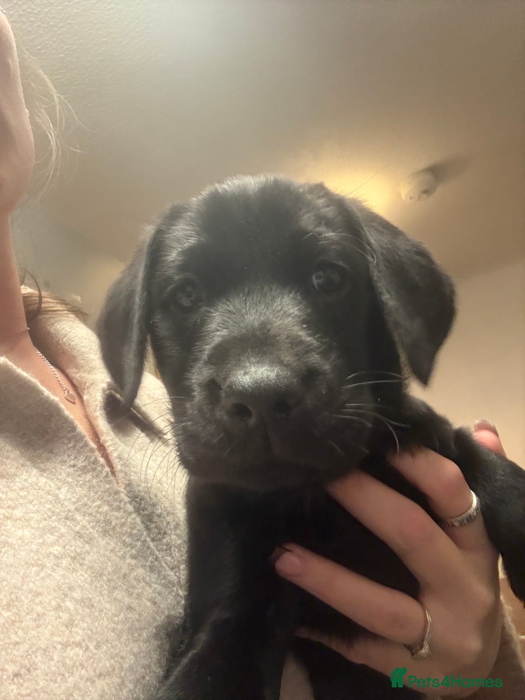 Labrador Retriever dogs for sale: Labrador puppies.  - Advert 2