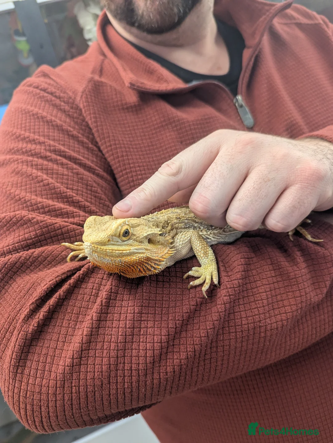 Bearded Dragon reptiles for sale: Bearded dragon. Very friendly. Stunning beardie! - Advert 5