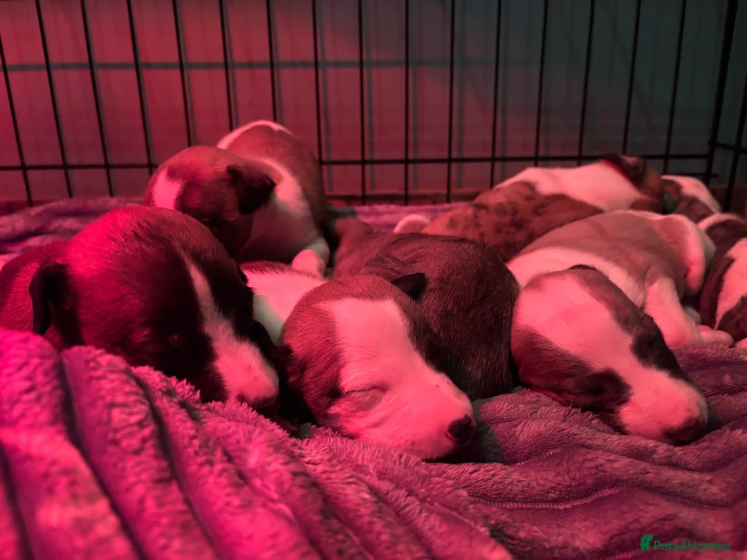 Whippet dogs for sale: 7 gorgeous whippet puppies! All ready leave  - Advert 11