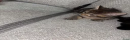 Mixed Breed cats for sale: 2 kittens for sale - Advert 5
