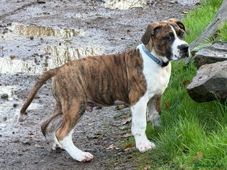 Boerboel dogs From a loving home, 2 male Boerboel pups. - Advert 1