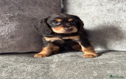 Cocker Spaniel dogs for sale: COCKER SPANIEL PUPPIES - Image 2