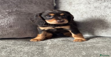Cocker Spaniel dogs - Advert 3