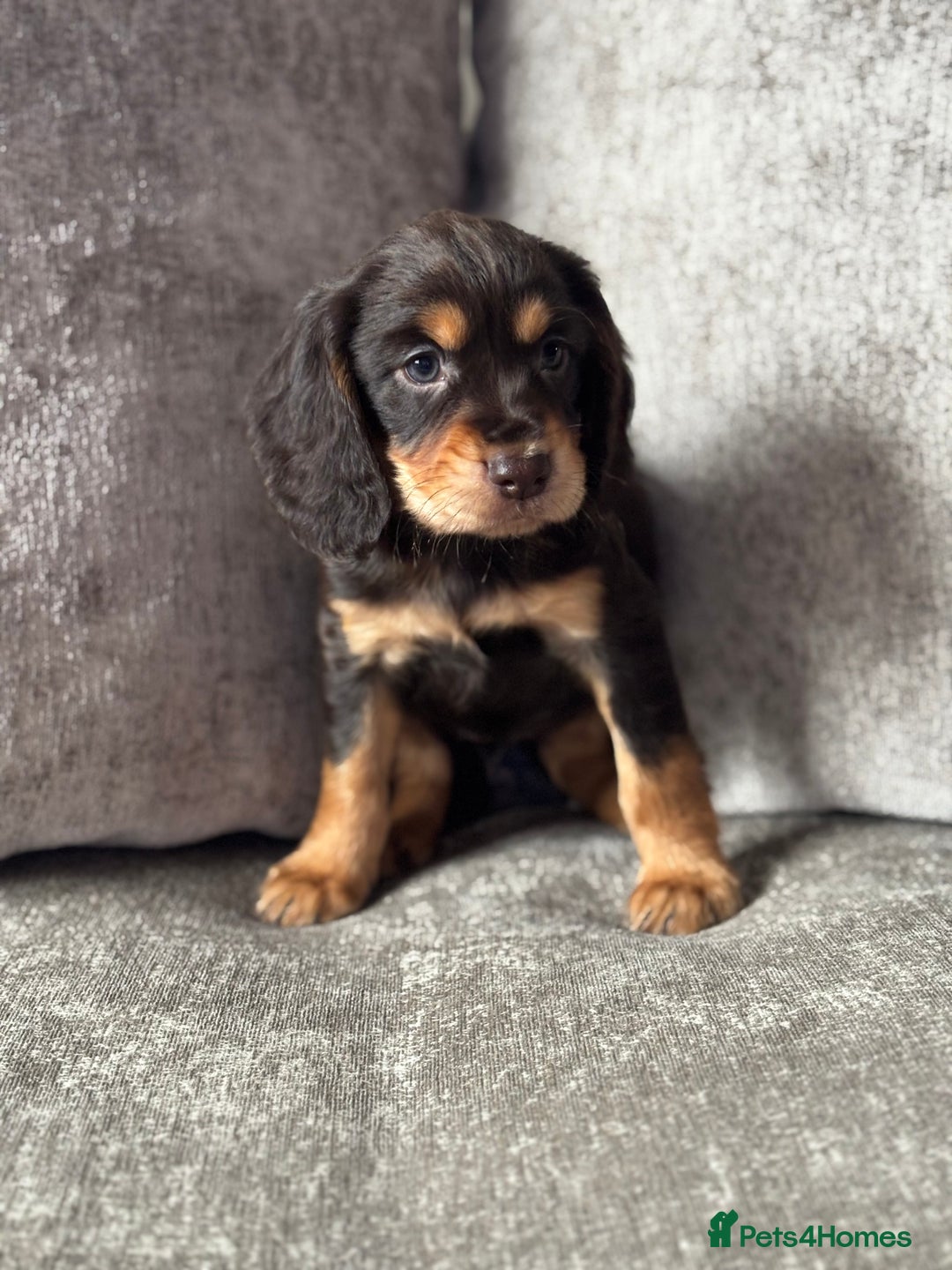 Cocker Spaniel dogs for sale: COCKER SPANIEL PUPPIES - Image 2