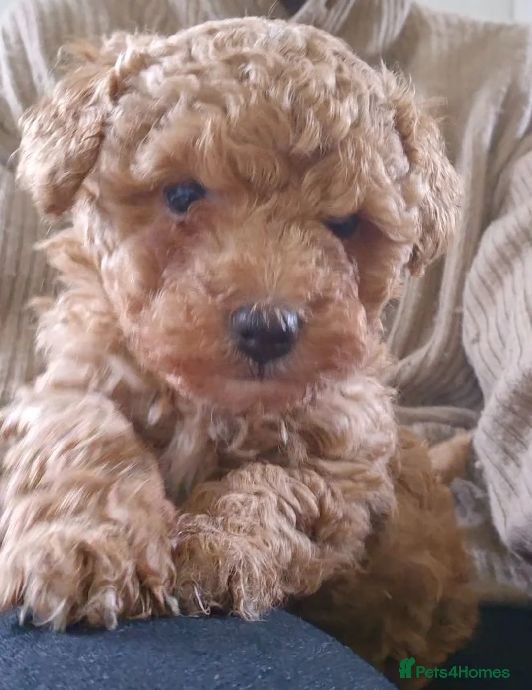 Maltipoo dogs for sale: Maltipoo female ready to go - Advert 2