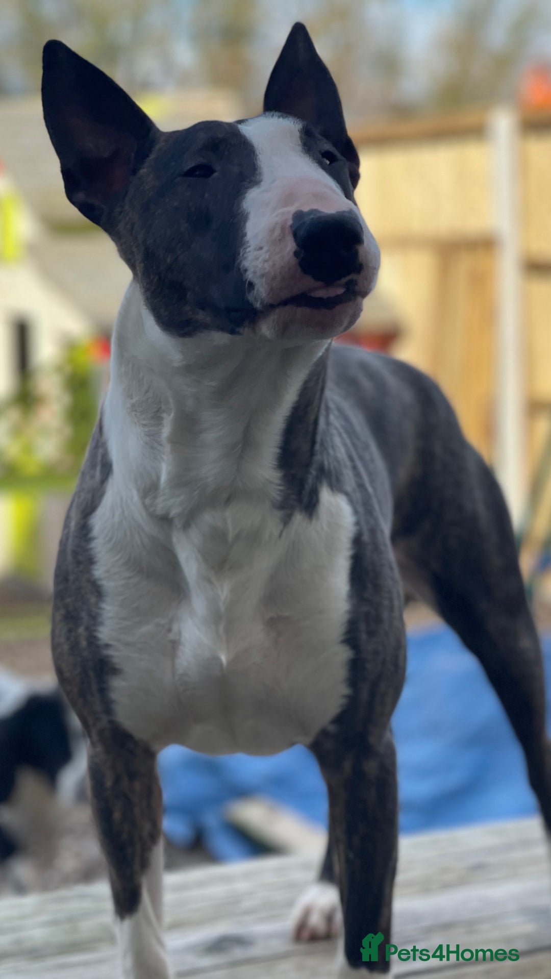 English Bull Terrier dogs for sale: English bull terrier pups - Advert 1