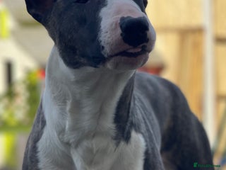 English Bull Terrier dogs English bull terrier pups - Advert 9