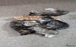 British Longhair cats for sale: 4 Longhaired British mix Kittens  - Image 10