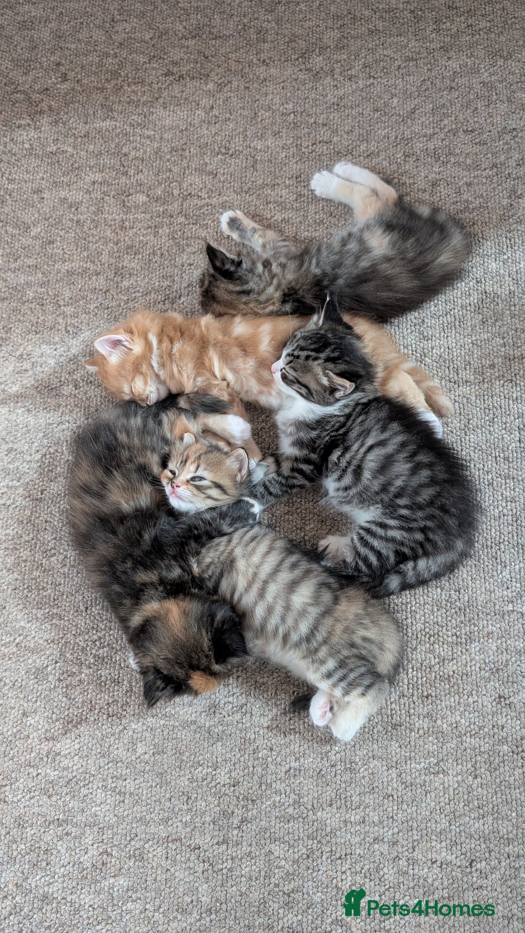 British Longhair cats for sale: 4 Longhaired British mix Kittens  - Image 10