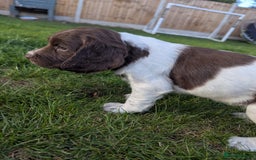 English Springer Spaniel dogs for sale: KC registered, Springer spaniel puppies  - Image 8