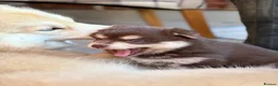 Pomsky dogs for sale: Beautiful brown Pomsky  - Advert 7