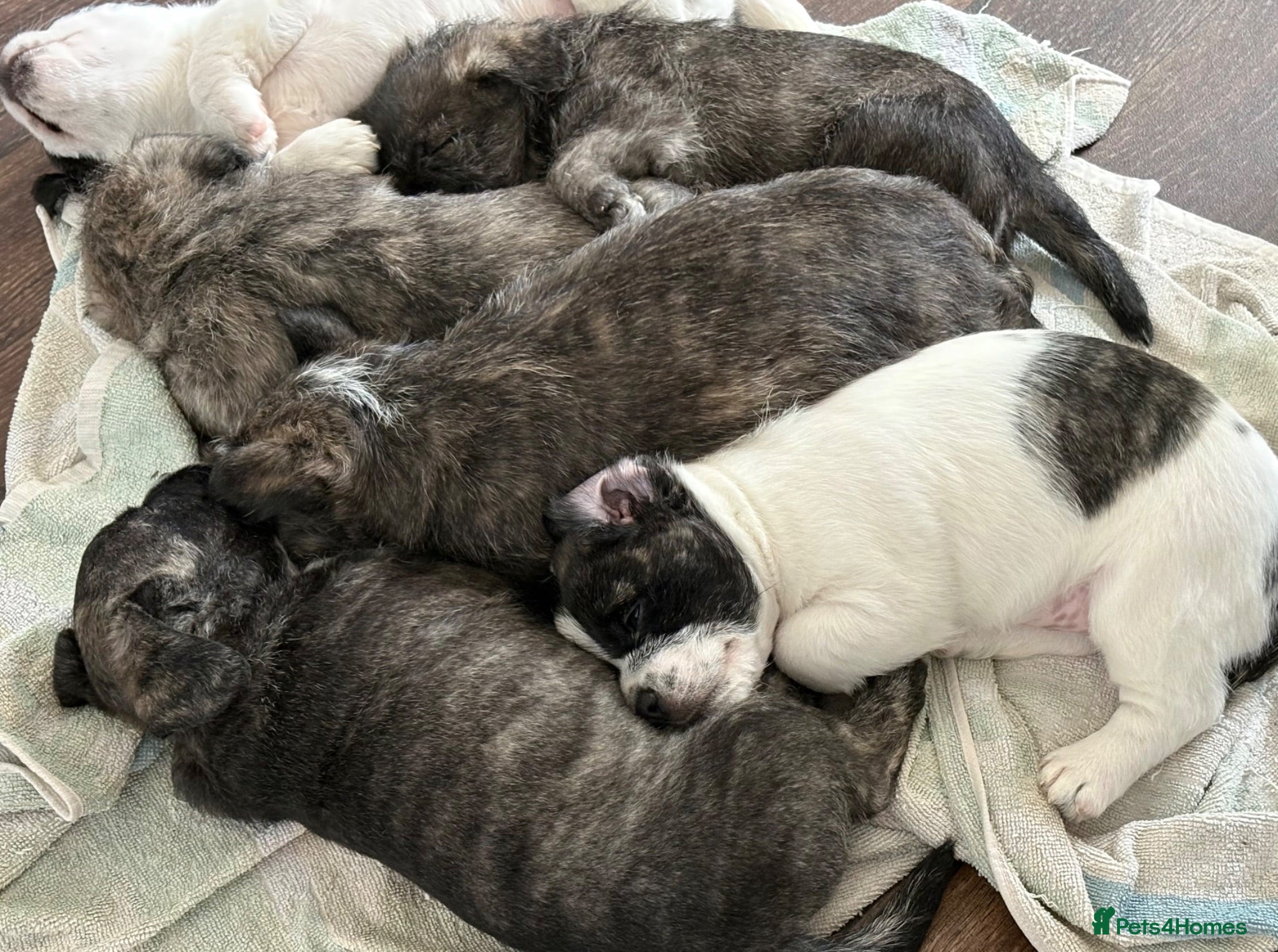 Mixed Breed dogs Pugland Puppies  - Advert 2