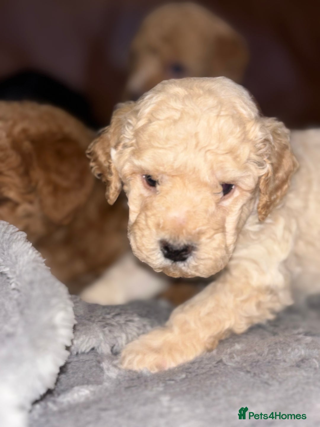 Labradoodle dogs for sale: F1b miniature labradoodles - Advert 11