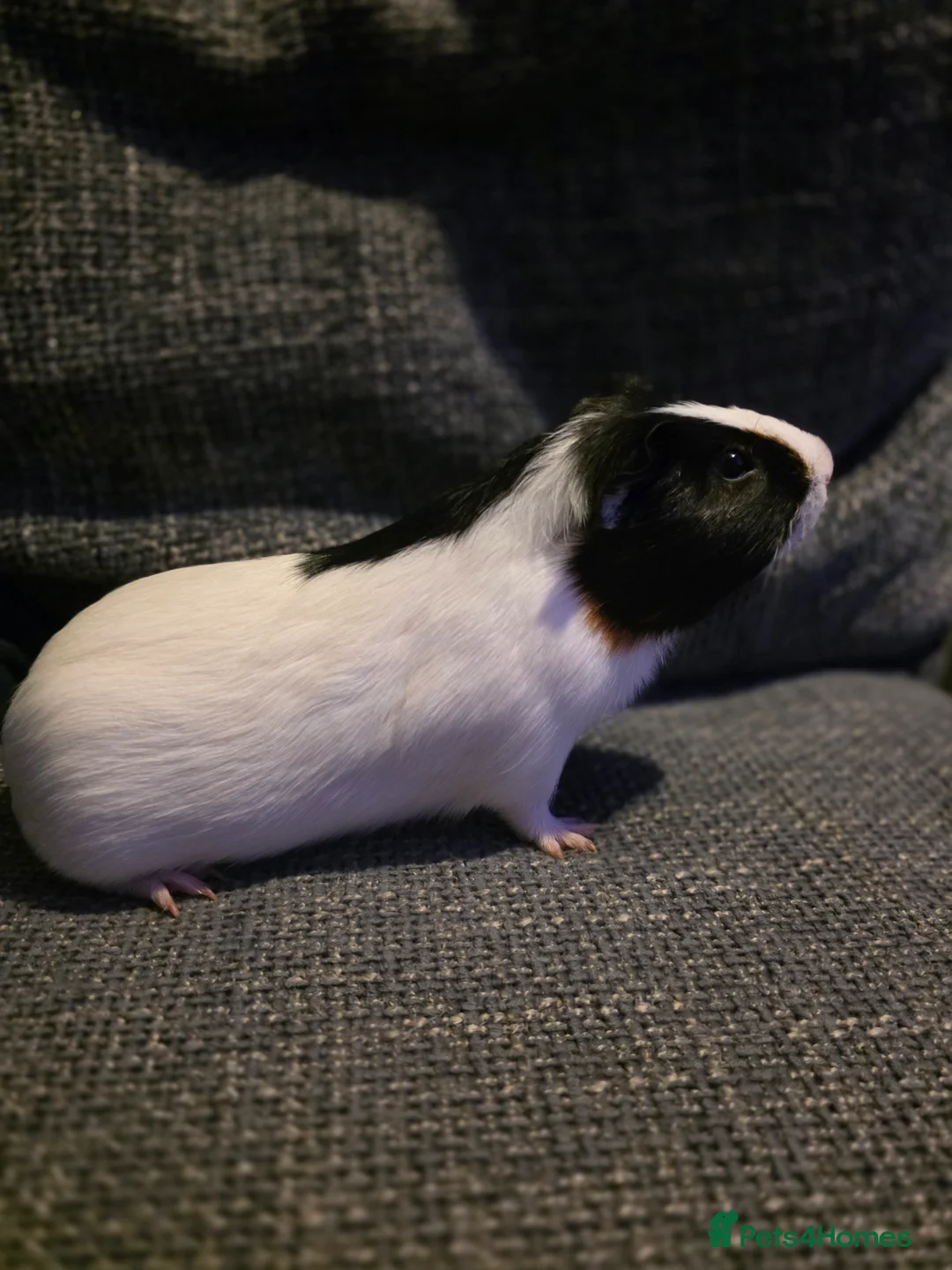 Guinea Pig rodents for sale: Boar/male guinea pigs in Weymouth - Advert 12