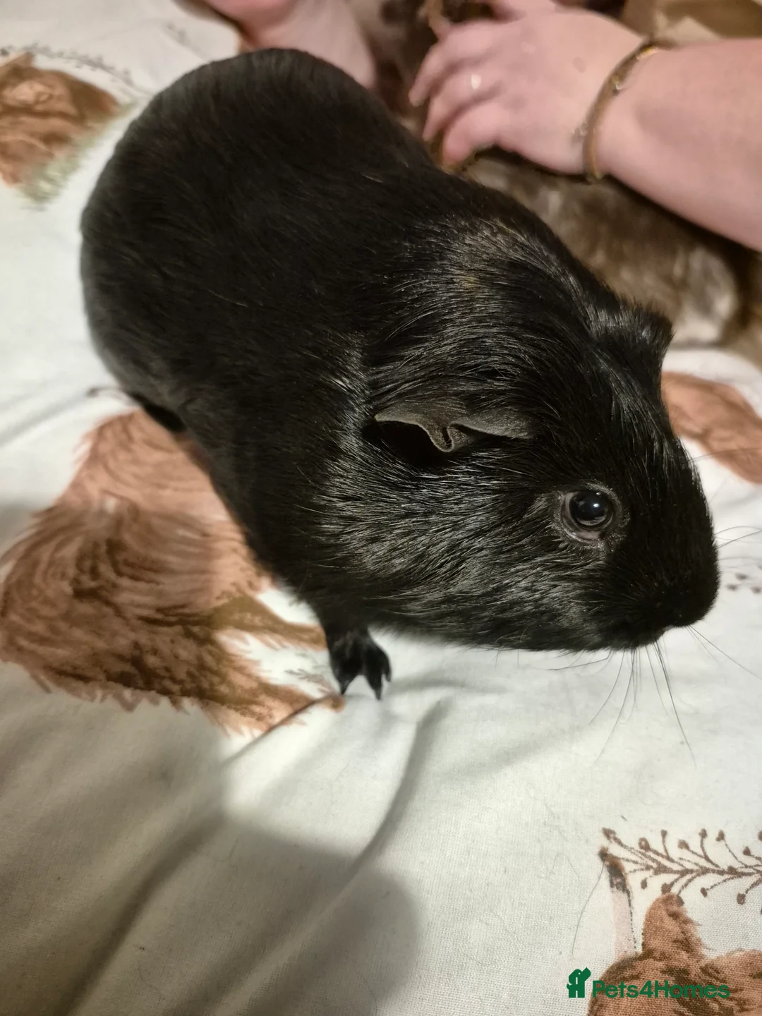 Guinea Pig rodents for sale: We need a loving home - Advert 3