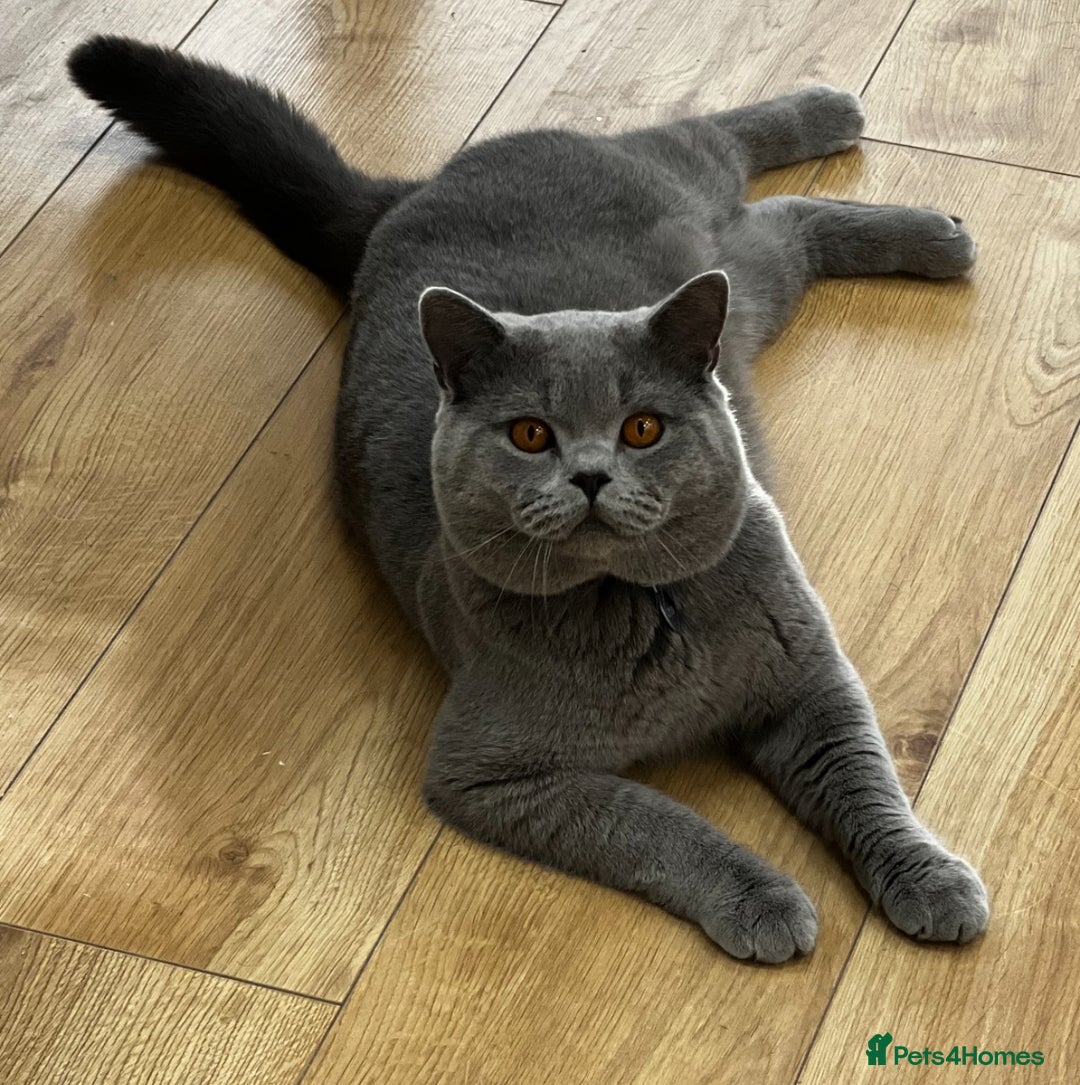 British Shorthair cats for sale: British shorthair kittens - Advert 13
