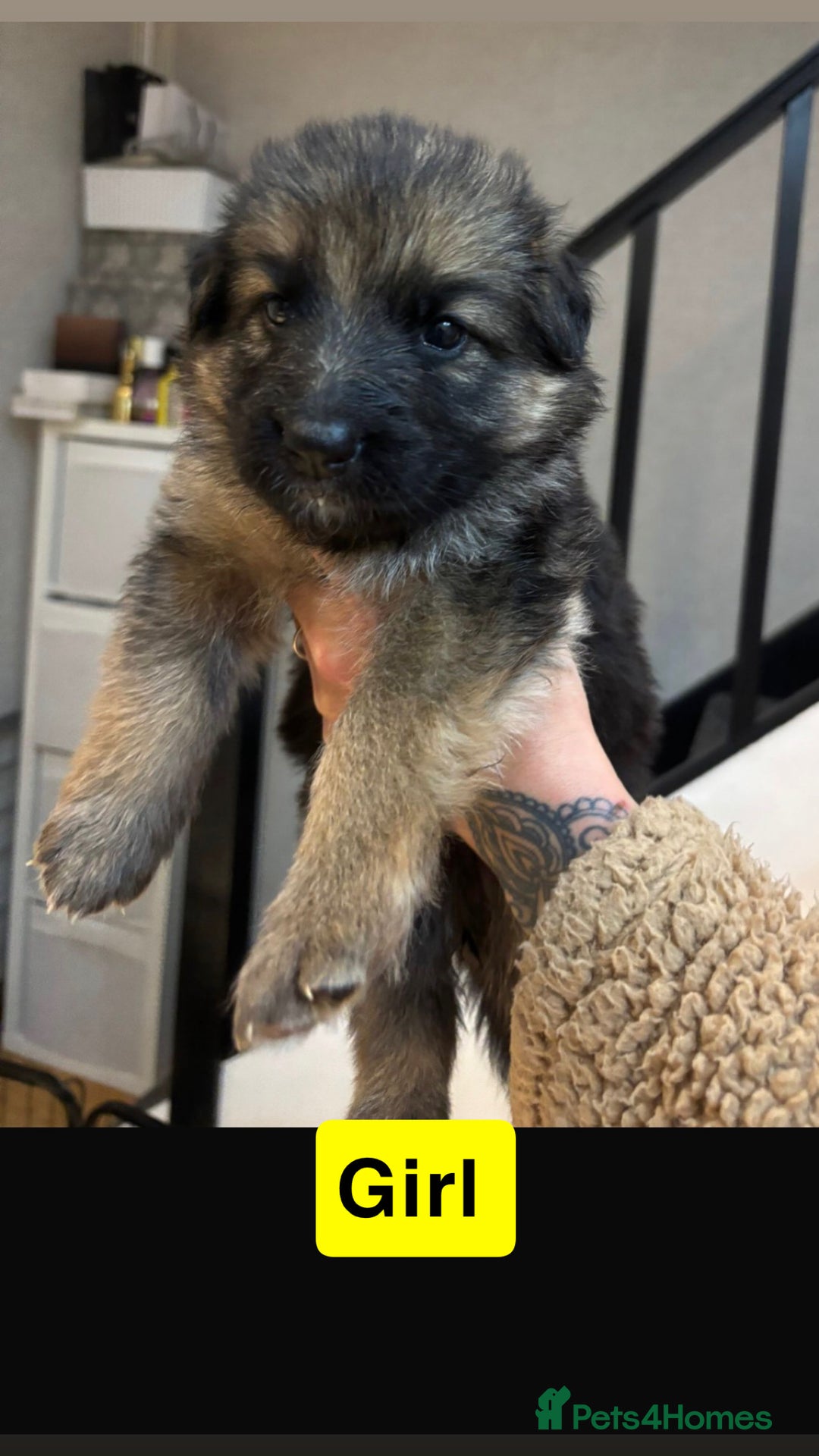 German Shepherd dogs for sale: German shepherd puppies Amber blood line  - Advert 26