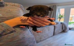 Staffordshire Bull Terrier dogs for sale: STAFFORDSHIRE BULL TERRIOR PUPPIES - Image 24