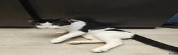 Sphynx cats for sale: Sphynx cross tuxedo  - Advert 2