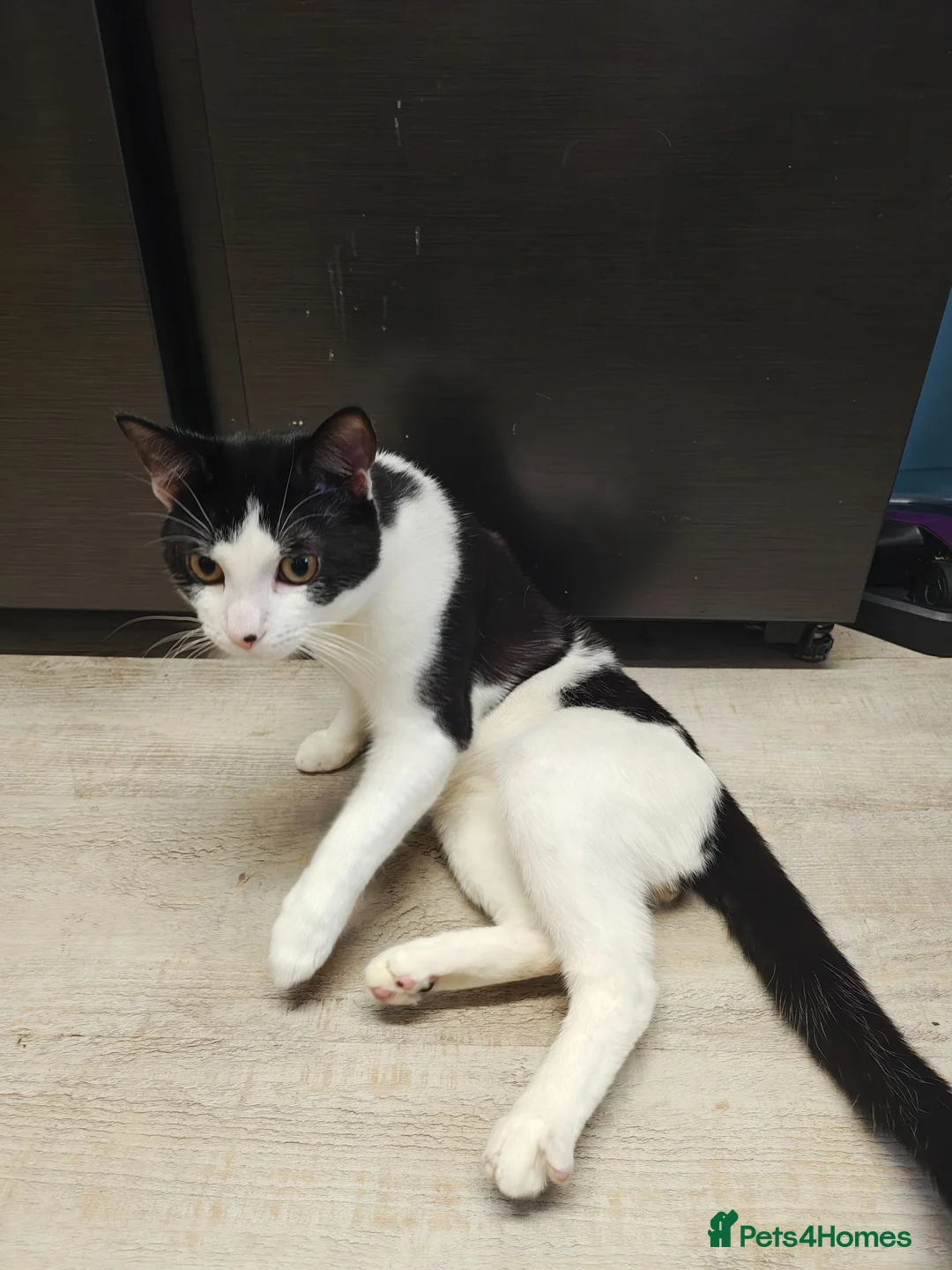 Sphynx cats for sale: Sphynx cross tuxedo  - Advert 2