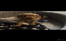 Cockapoo dogs for sale: F2 cockapoo pups  - Image 4