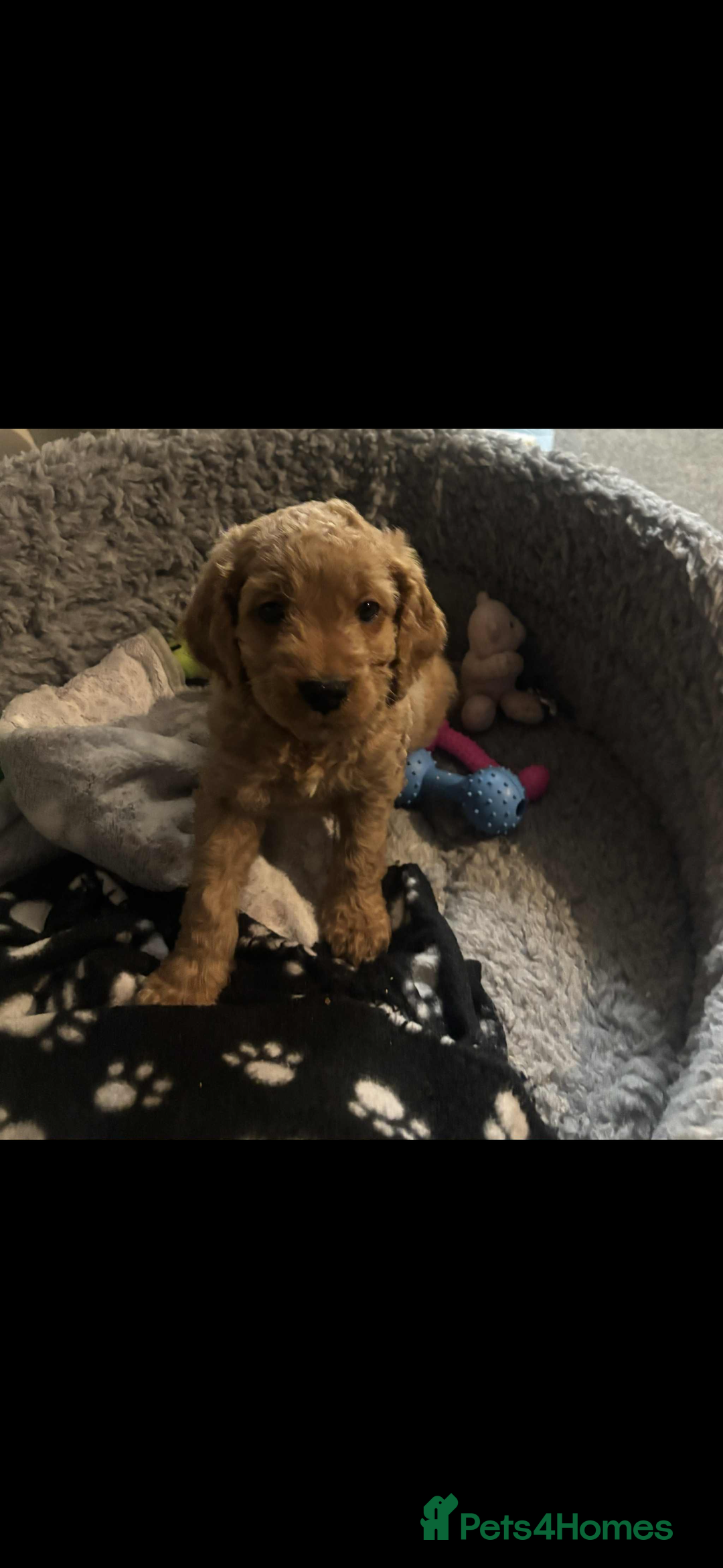Cockapoo dogs for sale: F2 cockapoo pups  - Image 4