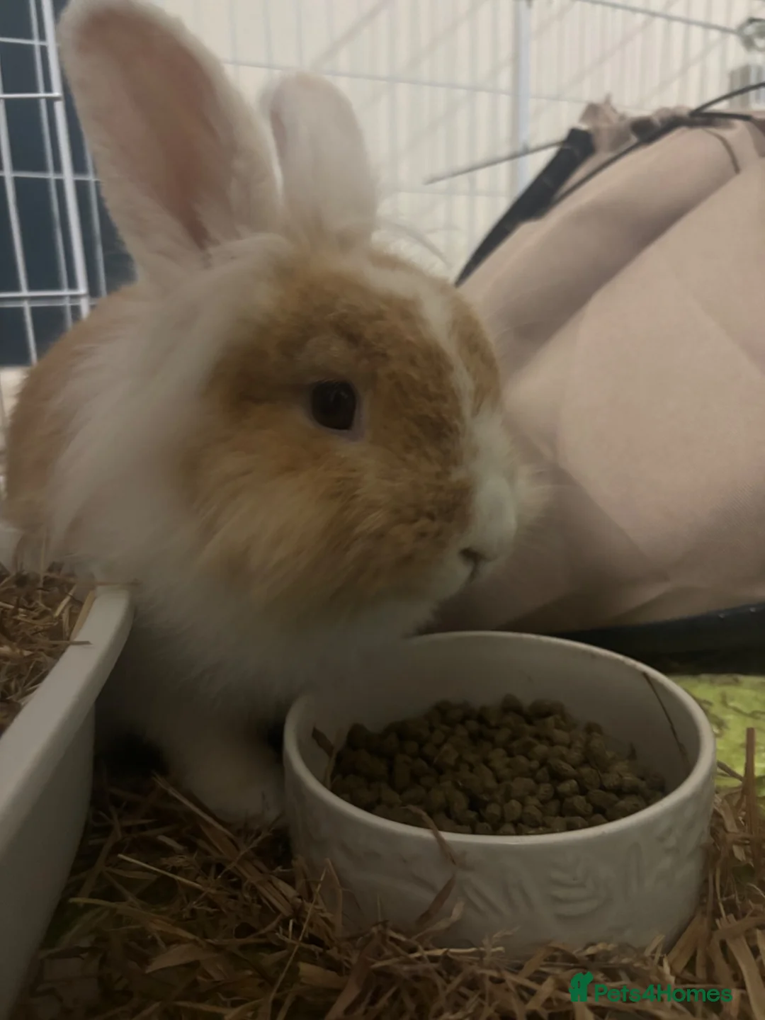 Lionhead rabbits for sale: Neutered Lionhead boy in Caernarfon - Advert 2