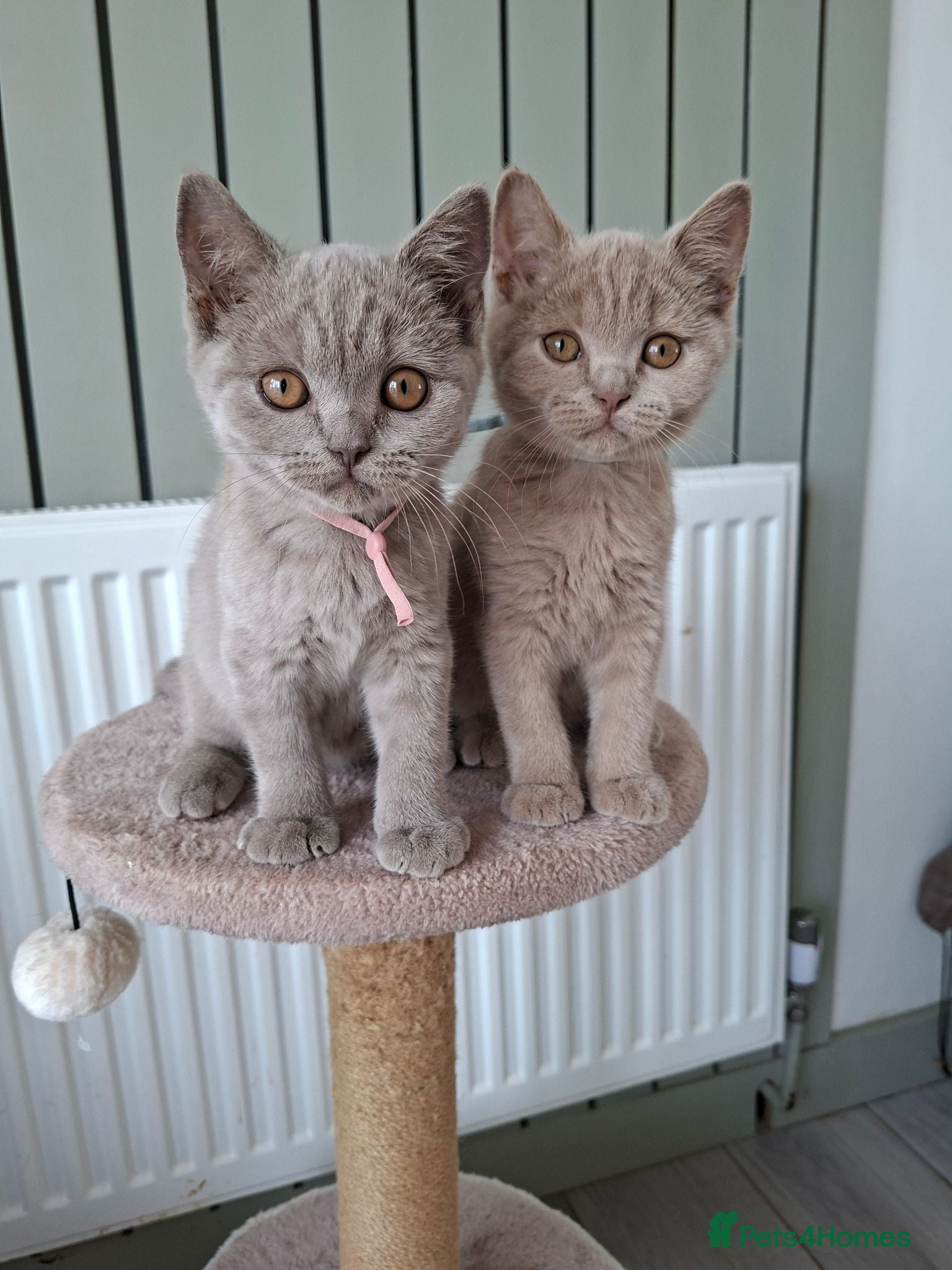 British Shorthair cats READY NOW :) beautiful female british shorthair  - Advert 6