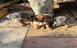 Mixed Breed dogs for sale: STAFFWEILERS LAST 2 GIRLS e Cream and d CARRIERS - Image 4