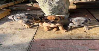 Mixed Breed dogs - Advert 16