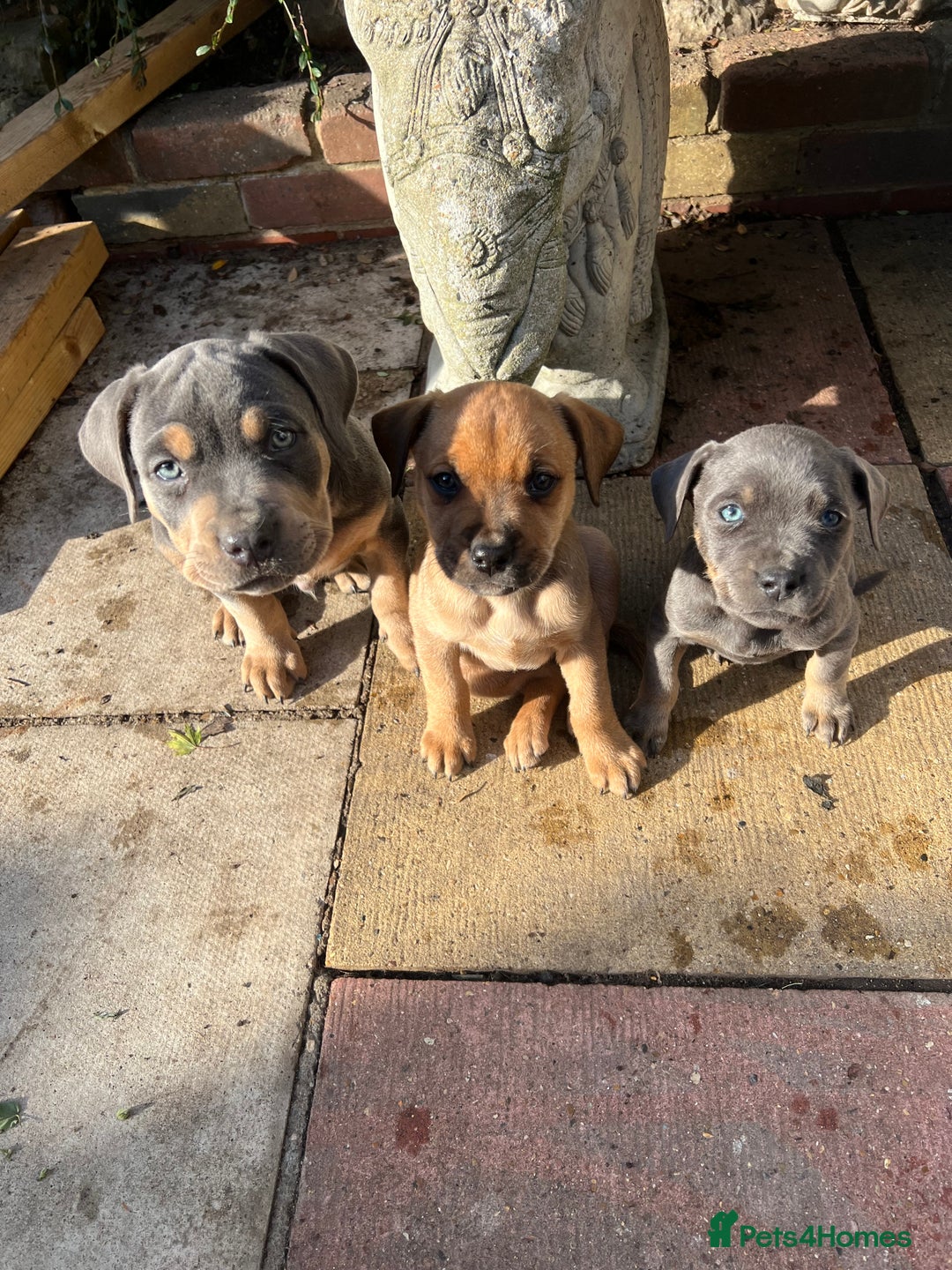Mixed Breed dogs for sale: STAFFWEILERS LAST 2 GIRLS e Cream and d CARRIERS - Image 4