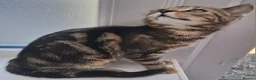 British Shorthair cats for sale: Two Tuxedo Males & 2 tabby females  - Advert 4