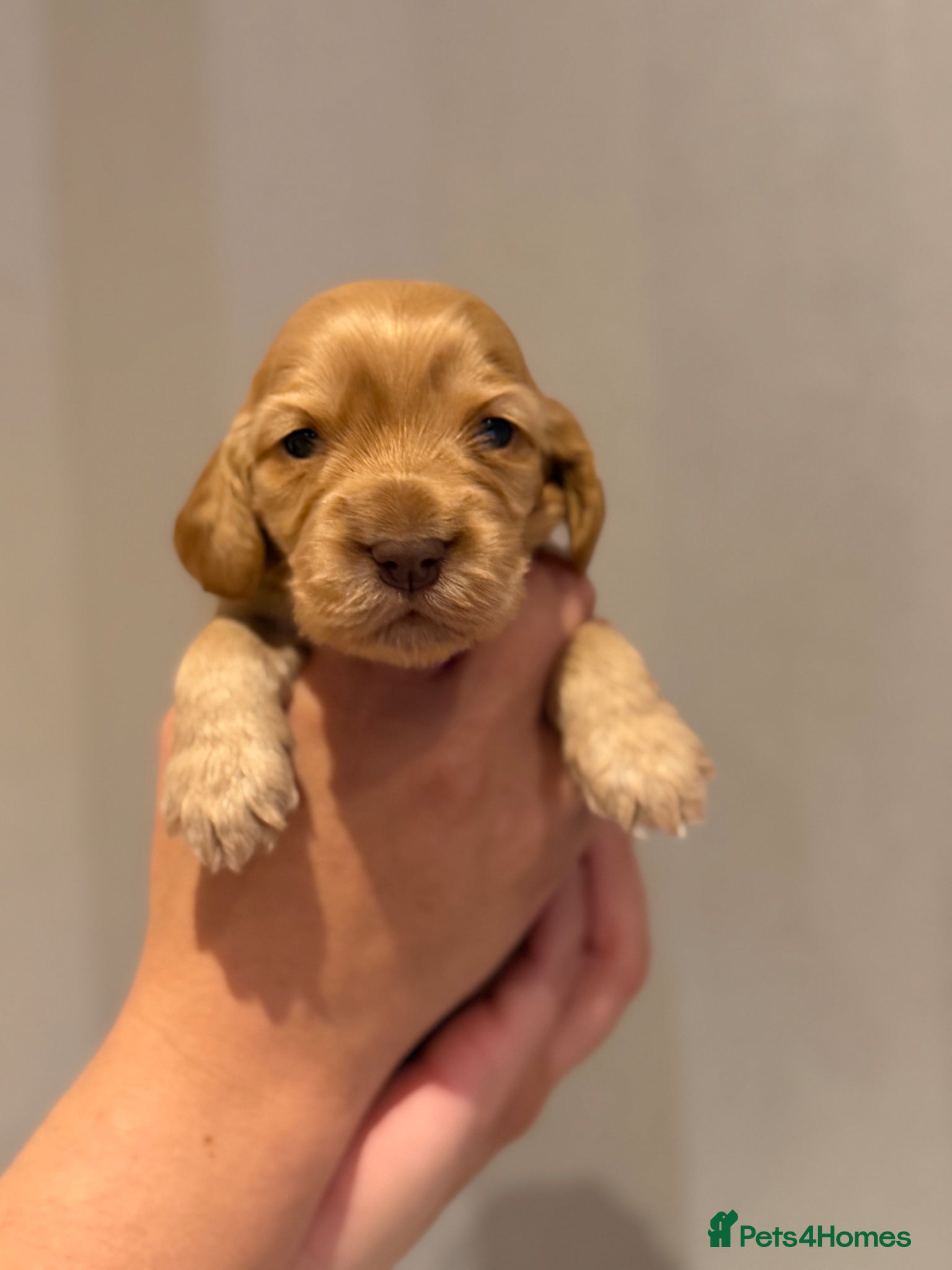 Cocker Spaniel dogs for sale: Golden & Chocolate Sable Show Cocker Puppies  in Doncaster - Advert 4