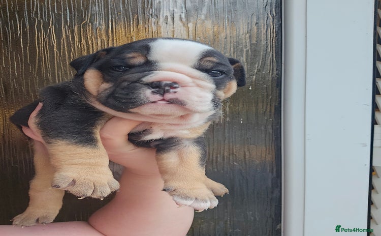 English Bulldog dogs - Advert 2